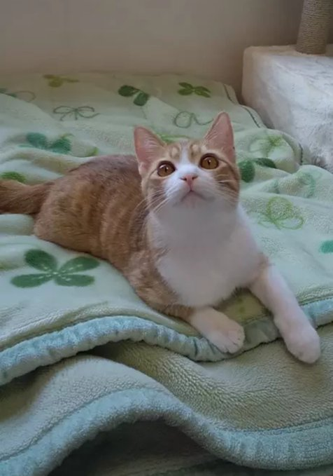 MayuShin07's tweet photo. 布団の上で顔を上げる猫。何かを見つめる瞳がとてもきれい🐱 https://t.co/P527giByxz