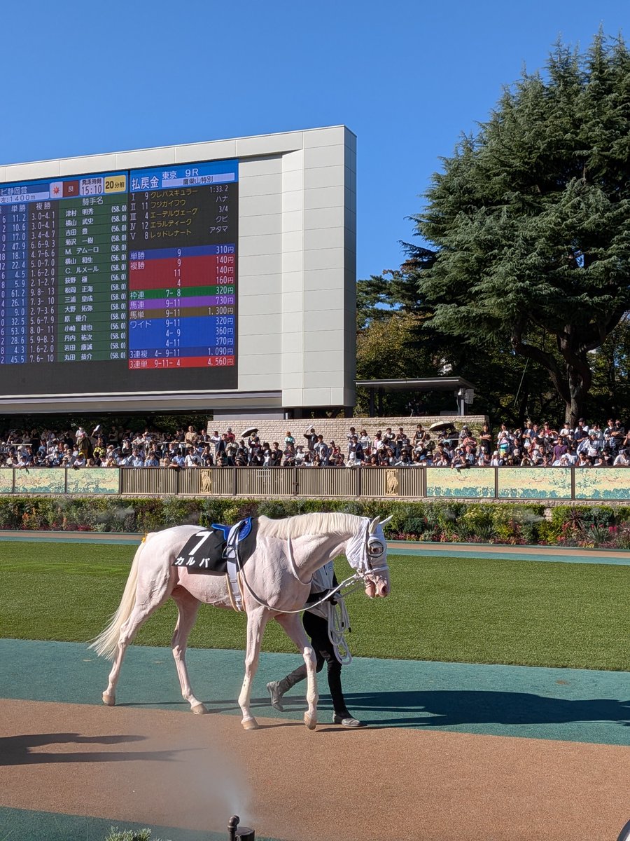 sakabasakaba's tweet photo. 東京10R テレビ静岡賞パドック

白毛馬の⑦カルパ

#東京10R　 #テレビ静岡賞 https://t.co/2BYed2yLz3