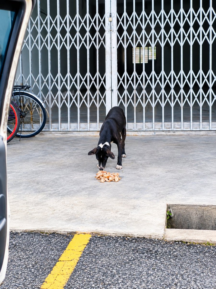 kyril_graguks's tweet photo. Setiap hari saya akan pusing 1 bandar utk mencari 🐕‍🦺🐈yg kelaparan&kesakitan selain memastikan 45 zon feeding saya terus dpt bantuan makanan.Ini komitmen saya dlm misi ini
Nah,terjumpa budak ni termenung depan kedai kosong setelah gagal dpt makanan di kedai2 sekitar. No worries.Abah is here.Makan puas2 &kenyang2 tau. 
Abah akan dtg lagi sini esok.Tunggu abah dtg tau. Menu hari ni,chicken chop rebus so semua isi2 ayam. 
Makanlah puas2 kenyang2 tau sayang. Jaga diri.Kamu sudah x selamat di negara ini dah.