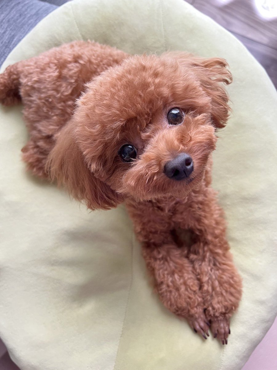 COCO45474651's tweet photo. 本性→外面 https://t.co/xqeW6hWErs
