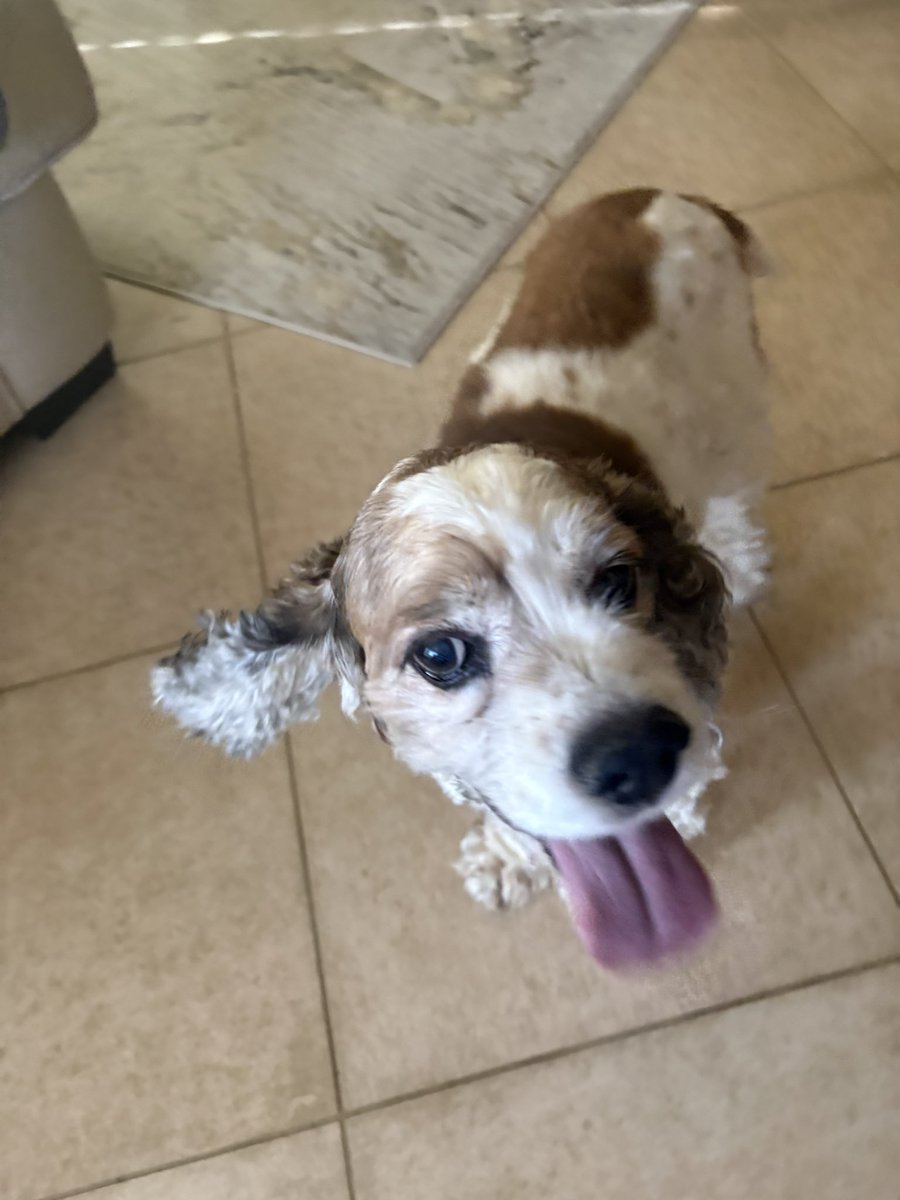 devadisorder's tweet photo. LOVE taking pics of my friends’ pets https://t.co/KgPSPRULRk