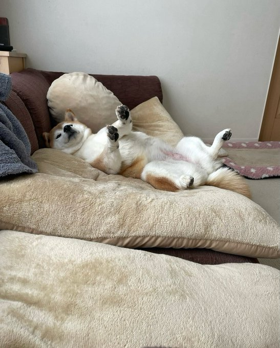 EIEVUI_0101's tweet photo. ソファで仰向けに眠る柴犬。無防備な姿がなんとも可愛い🐶 https://t.co/MHhVfF61gz