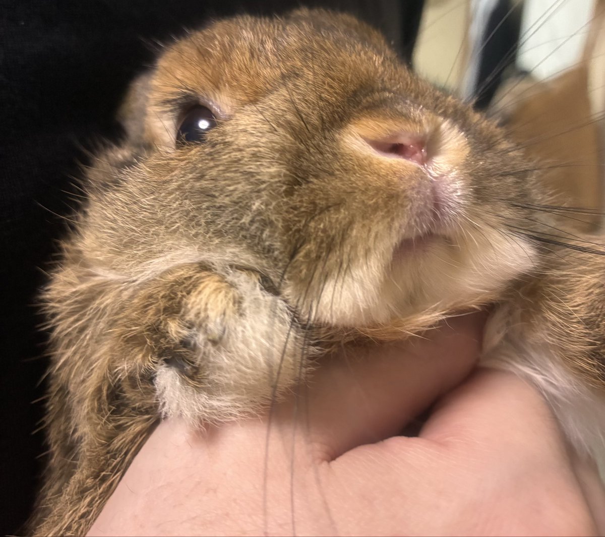 usausaMomoko's tweet photo. #うさぎがいる暮らし

爪切りなんて聞いてない、、、 https://t.co/2HApwAxZcI