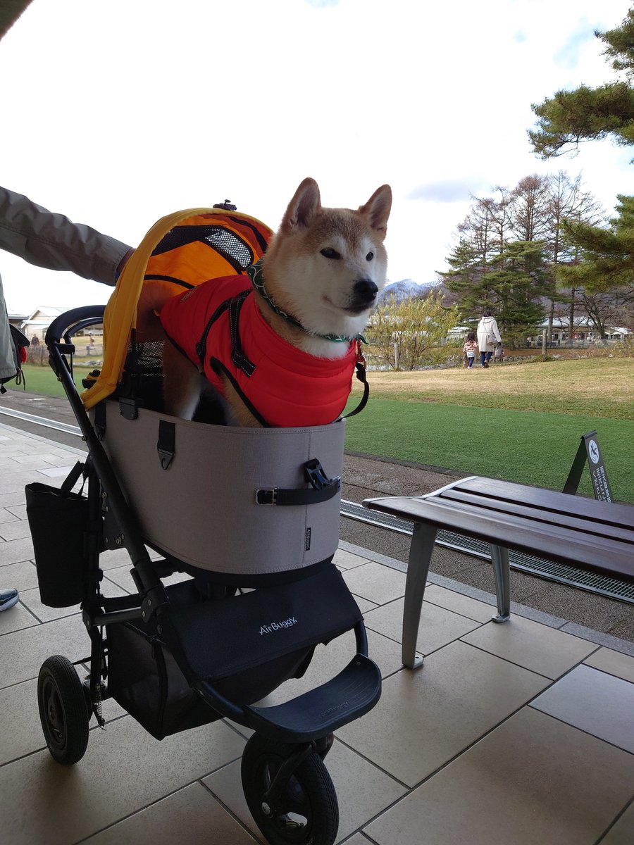 MoguMugimugi's tweet photo. お骨が本当にしっかり残っていて病気にならなかったら多分もっと長生きしてくれたんだろうな。
最初に電話で案内された骨壷じゃ小さくてお骨入らなくて、2ランク大きさアップした。それでこそ大きいうちの子。 https://t.co/4KkPnweGjO