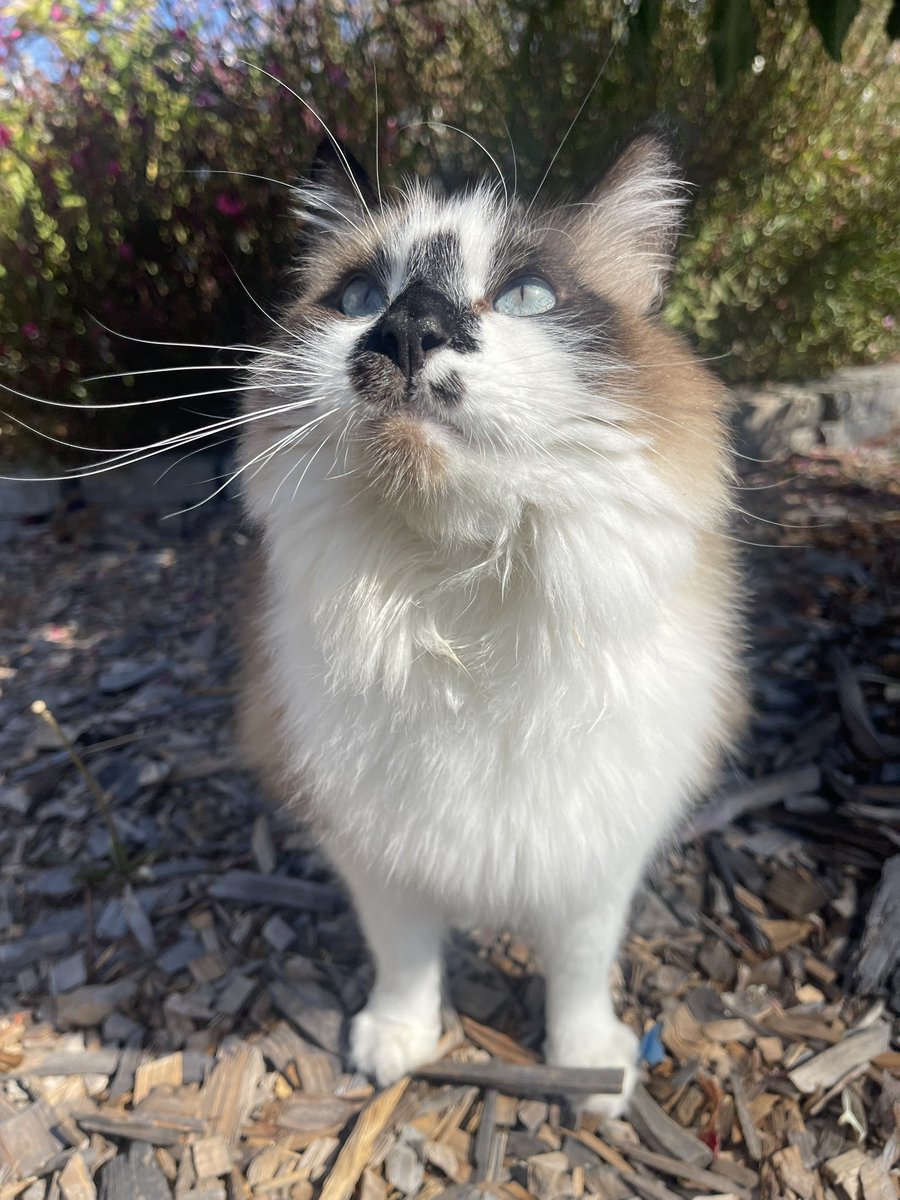 Andrea56822453's tweet photo. #PostAFavPic4VioletOct26
Day 9: curiosity
Day 10: take a walk
Every walk starts with a curious nose! ๐ฟ๐๐พ
#SNELovesPets #Hedgewatch #CatsOfX #CatsOfTwitter #Caturday https://t.co/LES69LfprF