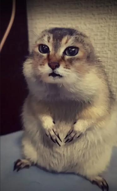 Forjink's tweet photo. There’s a new cat hybrid meme going viral right now

Just like meowl and cabbit, people are now memeing a cat + prairie dog hybrid all over X, and it’s blowing up on TikTok too

$prairiecat https://t.co/U7N2SuLTQN