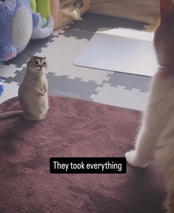 Forjink's tweet photo. There’s a new cat hybrid meme going viral right now

Just like meowl and cabbit, people are now memeing a cat + prairie dog hybrid all over X, and it’s blowing up on TikTok too

$prairiecat https://t.co/U7N2SuLTQN