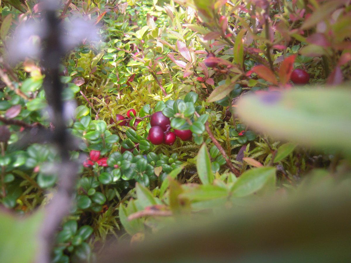 shyxnnx_'s tweet photo. partridge berry picking! it started to rain😕but we got more than what’s in the photo. 

#keepingitreal https://t.co/fXnac2lmg2