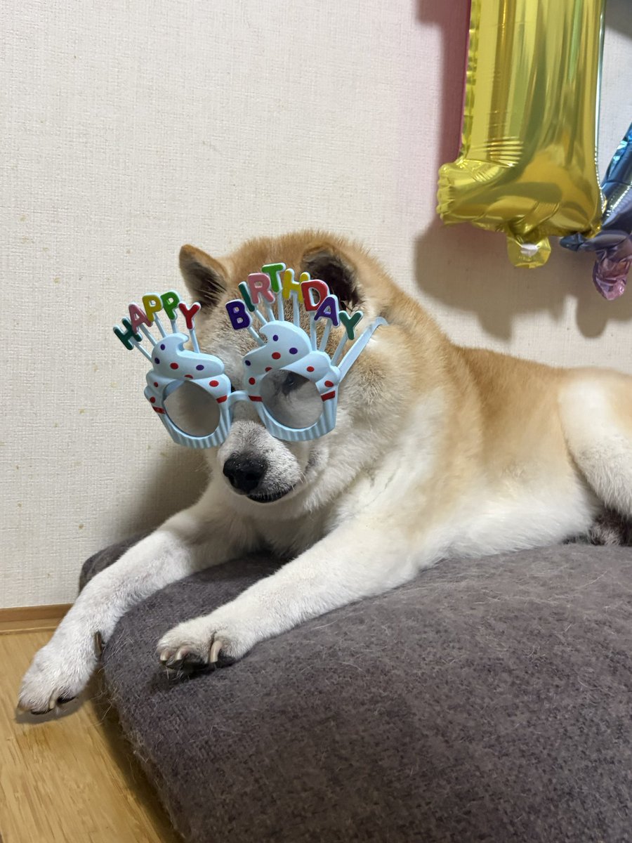 sibainukota's tweet photo. おかーさん、しつこいよ😮‍💨

#shibainu
#柴犬
#シニア犬
#犬との暮らし https://t.co/LCLNaU82p0