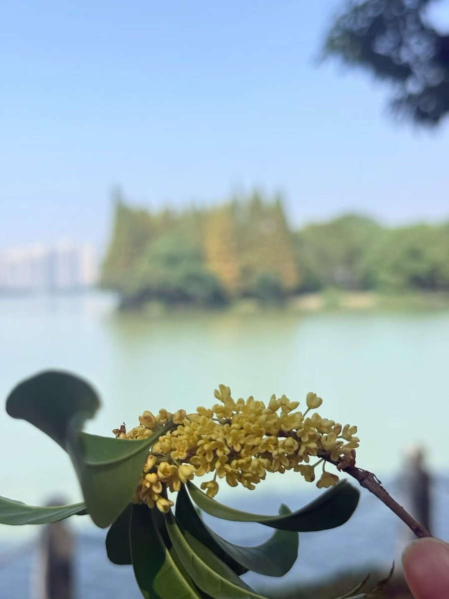 carasteve's tweet photo. 又到了色香味俱全的季节了。 https://t.co/220KEXFTp6