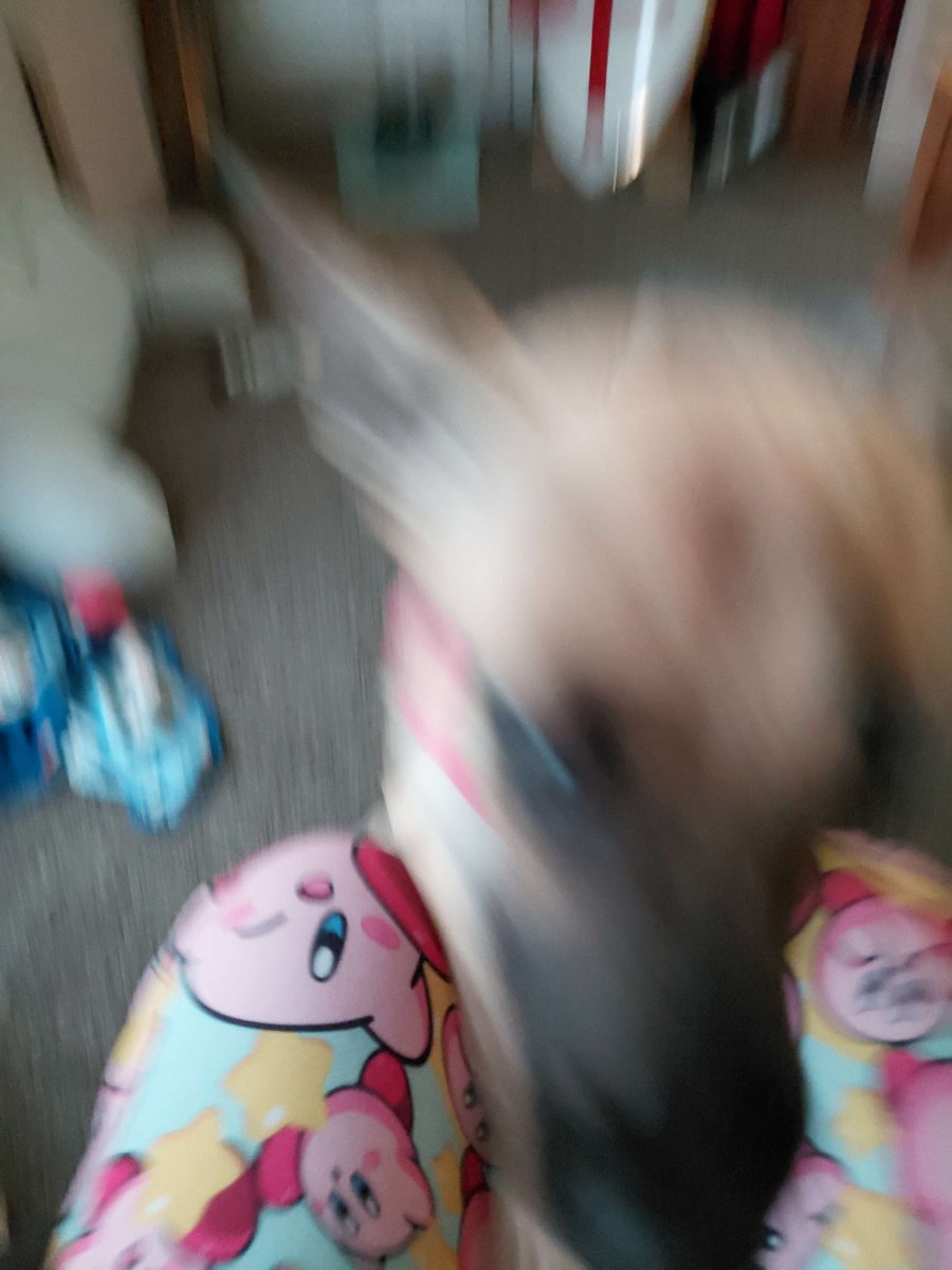 YourAngelEden's tweet photo. @rainemonn New puppo (adopted literally a week ago) I'd share her free of charge she's so silly https://t.co/agE17LCj73