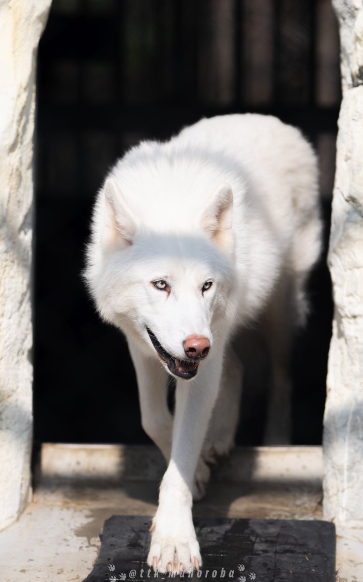 ttk_wolf's tweet photo. 135mm単焦点レンズはいいぞ…
Nikon Z8
NIKKOR Z 135mm F/1.8 S Plena https://t.co/VZkvM3XNVI
