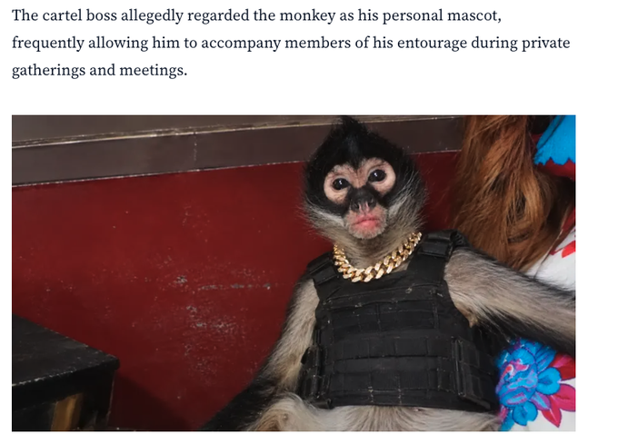 Forjink's tweet photo. This is absolutely insane narrative.

This Monkey is literally a Mexican Cartel Boss.

Sinaloa Mexican cartel boss had his monkey as his right hand man, he even was there during tortures and murders.

He had his own bulletproof vest, $50,000 chain and his own room.

Name is Diablo.

https://t.co/YBtOBgzNOI