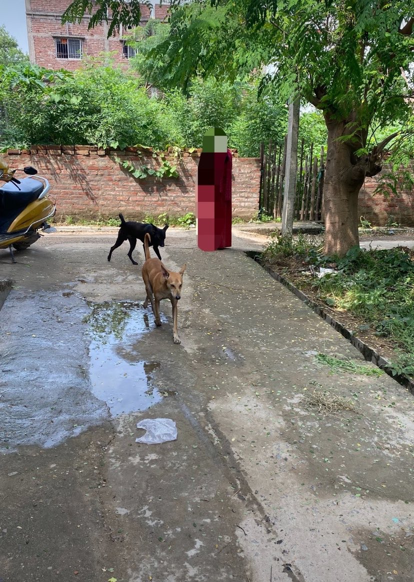 thejassmanak's tweet photo. नल-जल योजना के तहत Dallu Chak,Baswari, ward number 05,Khagaul, Patna, 801105 सड़क की मरम्मत सही तरीके से नहीं की गई है, जिसके कारण सड़क पर पानी जमा हो रहा है और आम लोगों को आने-जाने में परेशानी हो रही है। कृपया जल्द से जल्द संज्ञान लेकर उचित कार्रवाई करें।
@NPKhagaul @BiharCMQRT https://t.co/ty3ZWcn5K8