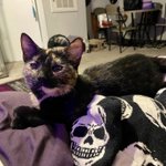 Photo by marrow's cats (@marrow_cats)