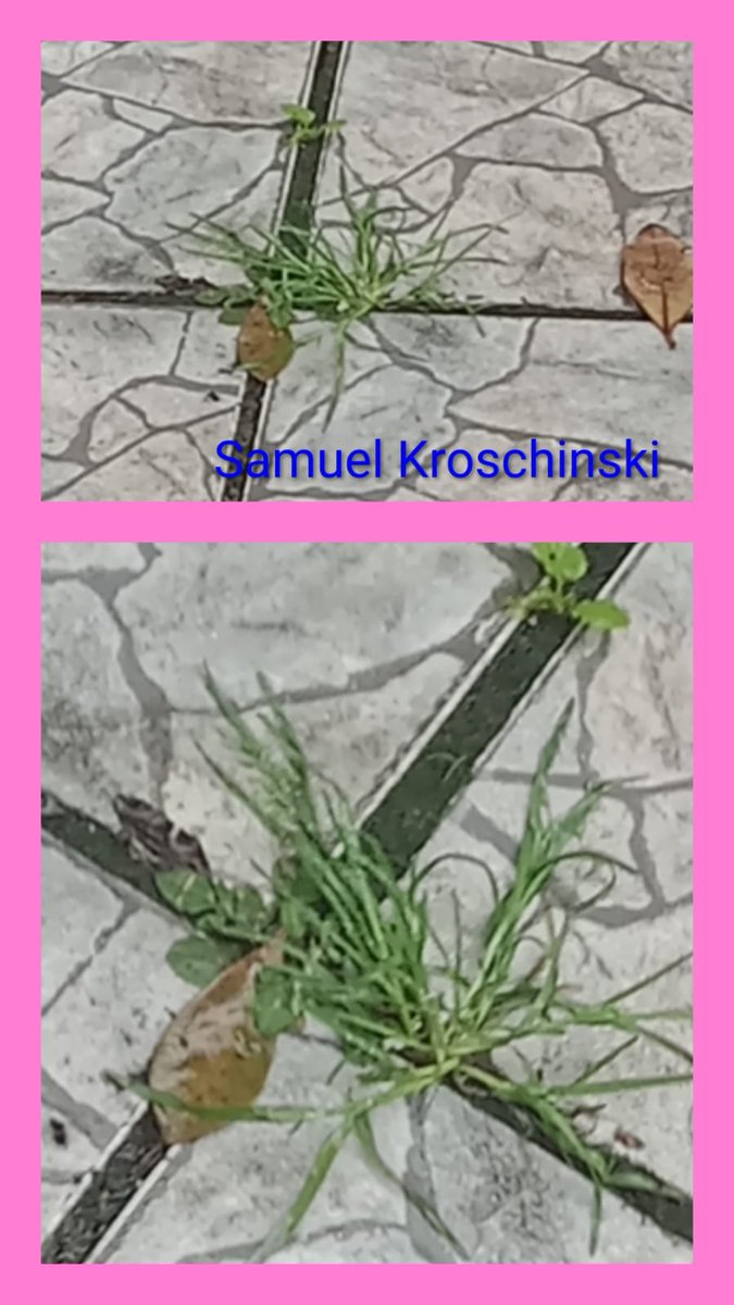 Samuel576943243's tweet photo. direito autoral de vegetais que nascem em lugar improvavel,  no meio da calçada,  cercados de massa, de minha casa...
#imagem #literatura #livro #livros #ler #arte #Internet #lanhouse #biblioteca #agro #floricultura #Curitiba
#paraná

5 a m u e l Kroschinski 
#escritor https://t.co/vEC9Ji01T2