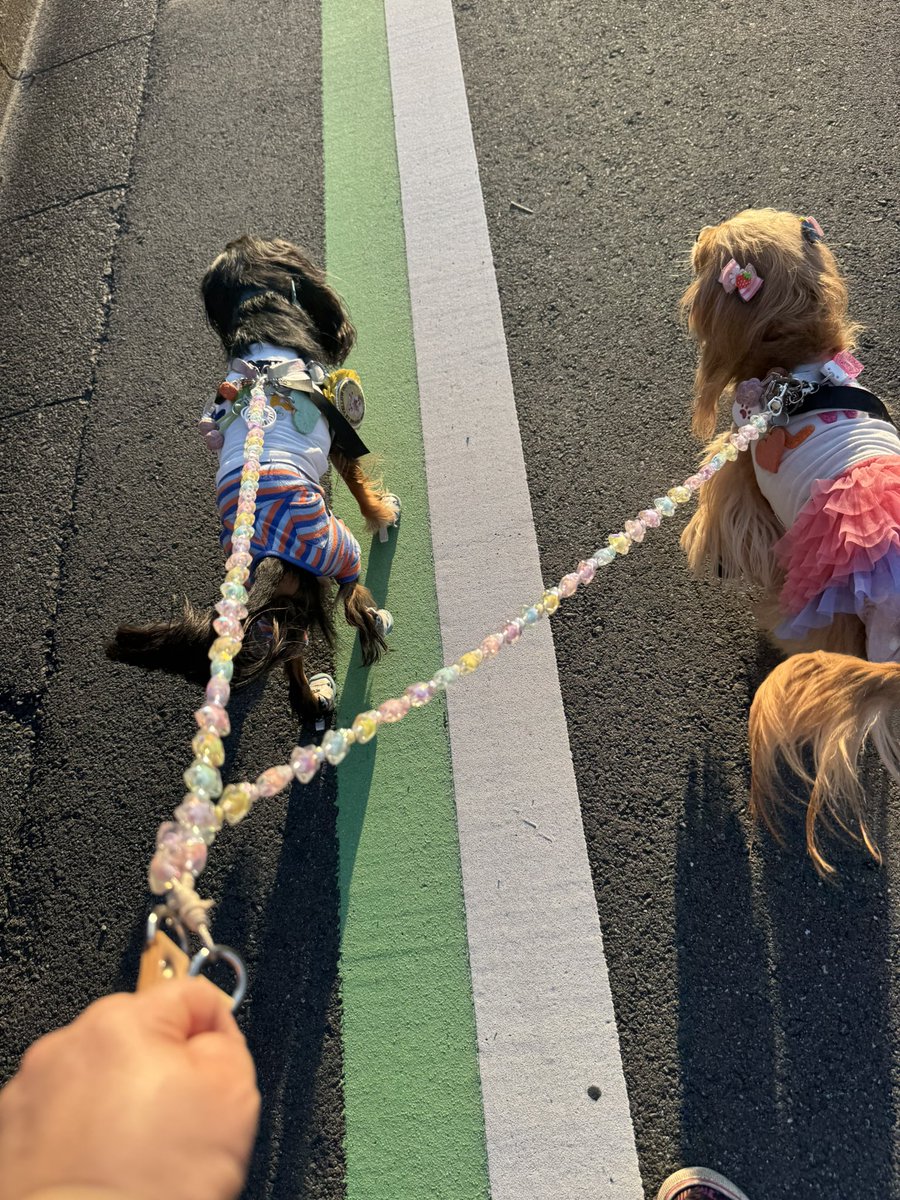 marienyan89's tweet photo. 昨日の選抜はくるゆずでした🐶💓🐶
このビーズリード可愛くないですか⁉️
写真2枚目の後ろ側にもたくさんのビーズリードが映っていますが、我が家は数ある中から星をchoice🌟
キラキラしててめっちゃ可愛い😍💕
#doggy.lab 
#武蔵新城
#ドッグカフェ https://t.co/8lrWZoO0yw