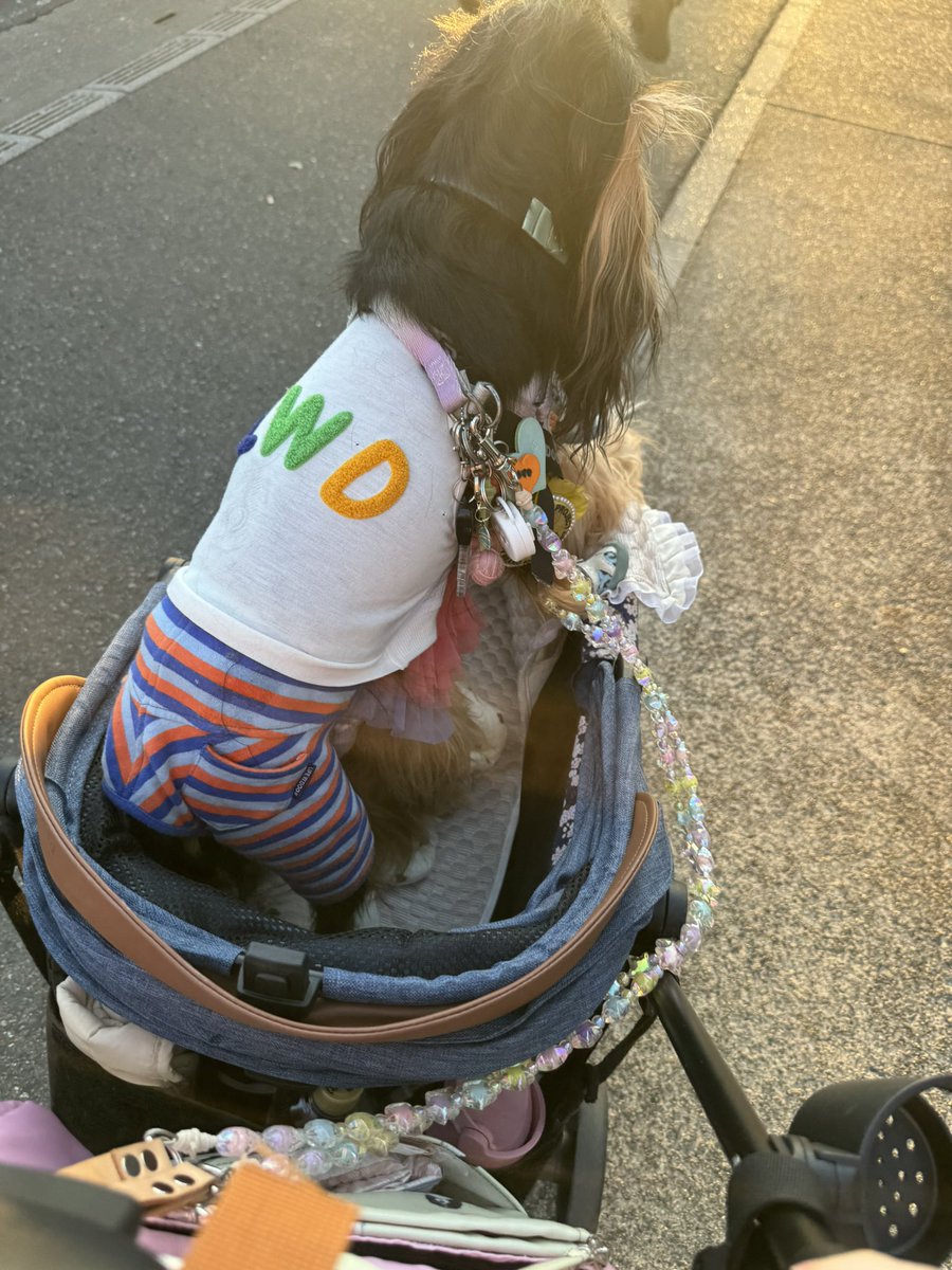 marienyan89's tweet photo. 昨日の選抜はくるゆずでした🐶💓🐶
このビーズリード可愛くないですか⁉️
写真2枚目の後ろ側にもたくさんのビーズリードが映っていますが、我が家は数ある中から星をchoice🌟
キラキラしててめっちゃ可愛い😍💕
#doggy.lab 
#武蔵新城
#ドッグカフェ https://t.co/8lrWZoO0yw
