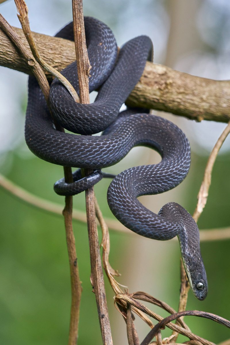 AMAZlNGNATURE's tweet photo. Scientists discover a new egg-eating snake species in Ethiopia

It has been named Dasypeltis albigularis. Unlike most snakes, it feeds exclusively on bird eggs, swallowing them whole and using specialised vertebrae to crack the shells https://t.co/k8GOhavL7h
