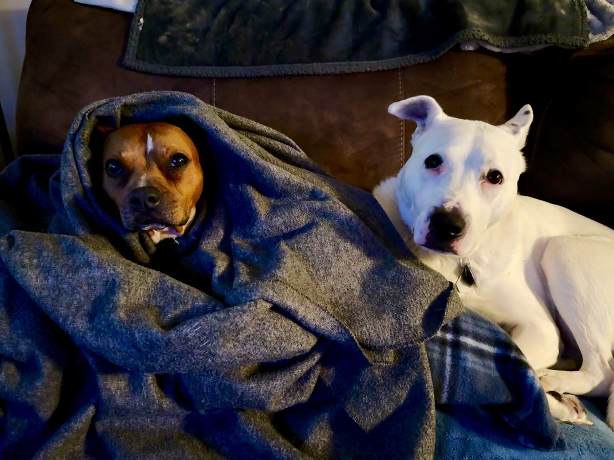 MrsSHTF_NH's tweet photo. Jett & Sonny๐๐ถ๐ #sundaysnuggles #petsbringustogether #wearecharlie #snelovespets #pitbulls https://t.co/2WgfM1HTFf
