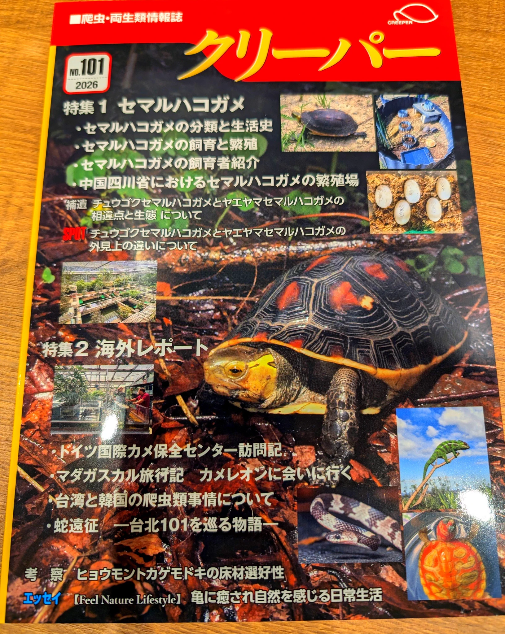 爬虫類・両生類専門店レプティリカス on X: 