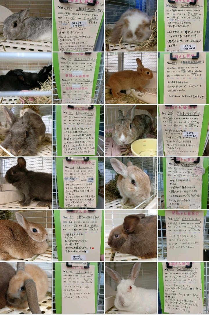 BOB_DOU_MEGANE's tweet photo. 先日、ほぼ隔週で訪れている、ふじみ野うさぎハウスの保護っ子を撮影してきました🐰📸
里親さん決まりますように🤗

#ふじみ野うさぎハウス
#保護うさぎ
#里親募集
2026/10/9撮影

保護うさぎさん一覧β版
https://t.co/kcANxy2kv1 https://t.co/4b2NmDS68i