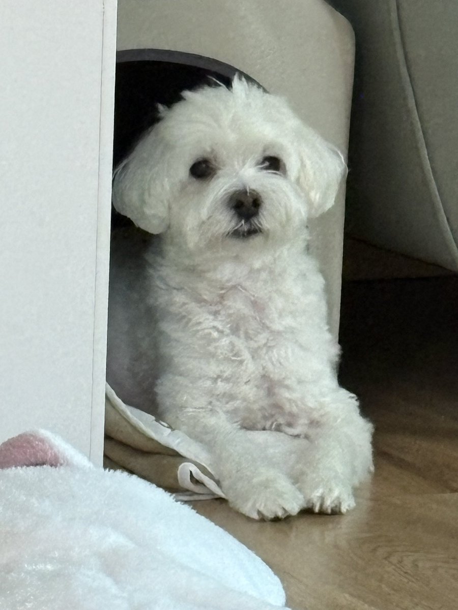 please_heip_'s tweet photo. 바보돼지가나디 (이불 하나 해먹음) https://t.co/4YcSoCB5pg