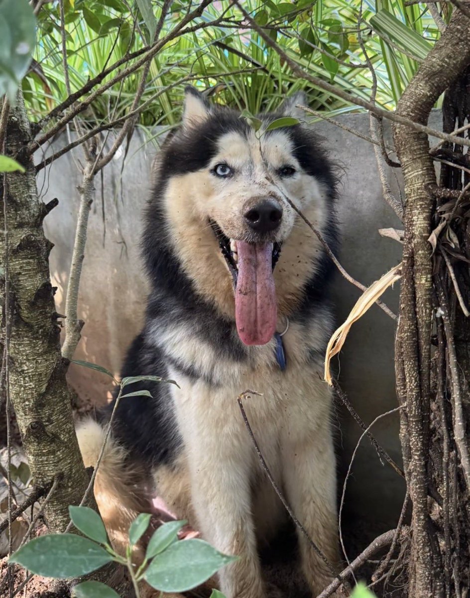 happydoggothai's tweet photo. "เมื่อเราอยู่ในจุดที่ใช่ เราจะกลับมาเปล่งประกายได้เสมอ..."

ประโยคนี้เหมาะกับ โบวี่ มากที่สุด จากสุนัขไซบีเรียนที่เคยถูกทิ้งจนมอมแมมแทบจำสภาพไม่ได้ วันนี้น้องได้ไปเริ่มต้นชีวิตใหม่ท่ามกลางผืนหิมะในบ้านหลังใหม่ที่ประเทศเยอรมนี และกลับมาสง่างาม เปล่งประกายอย่างมีความสุขอีกครั้ง https://t.co/gEjNY3ykjR