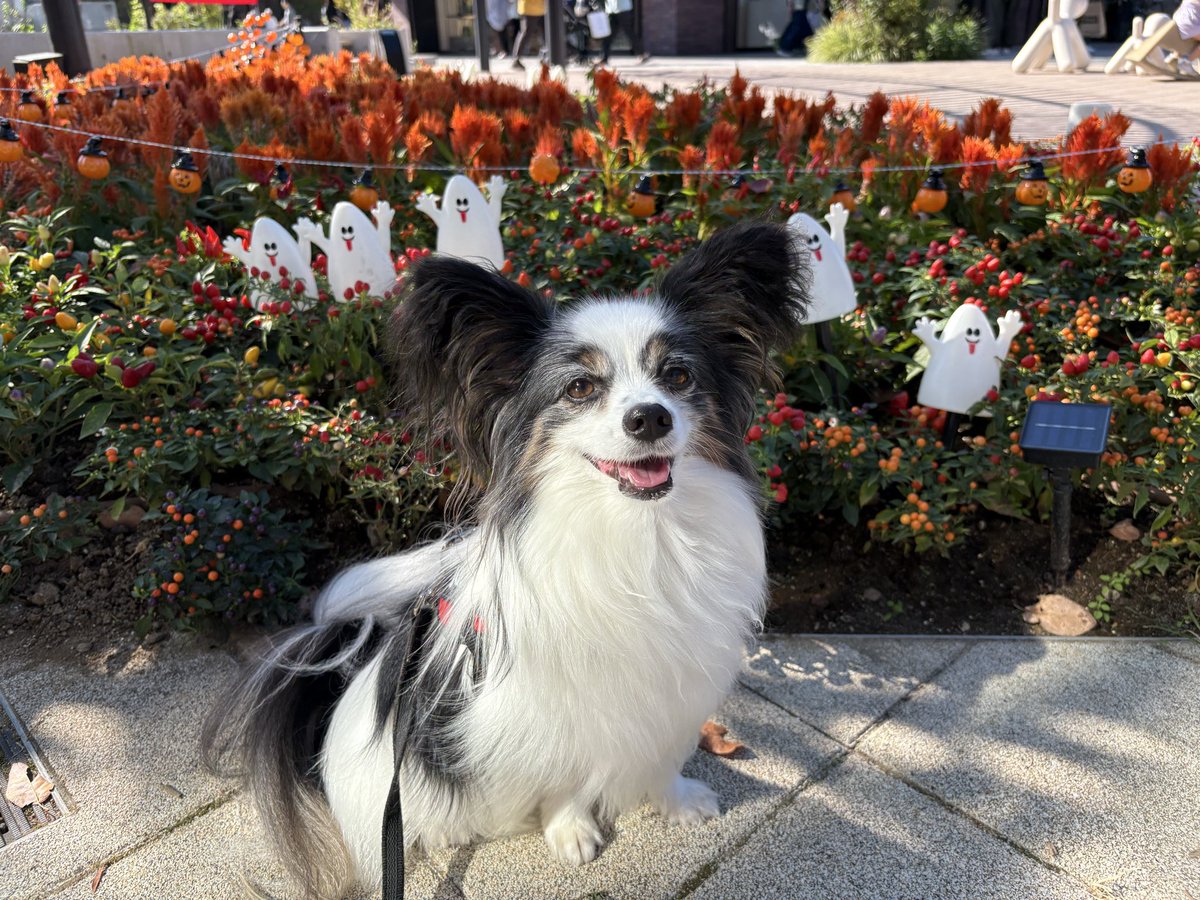 mapapy's tweet photo. アウトレットに来たですよ〜
今日は暑いね〜〜〜 https://t.co/47Yu1gd92e