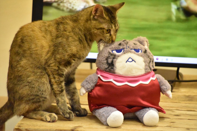 livedoornews's tweet photo. 【🐱】ネコ20匹が映画試写会に参加 狩りの映像を見てモニター裏を確認
https://t.co/3XazmatVNR

『劇場版ダーウィンが来た！世界のネコのなかまたち』を、ネコたちに見てもらう「ネコ様試写会」が那須どうぶつ王国の協力で実施された。狩りの映像を目で追う様子など、様々な反応が見られた。 https://t.co/owqgvNgLQw