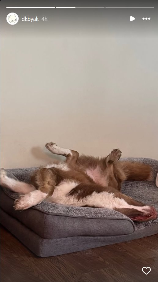 idlyyyyu's tweet photo. a large doggo who's as obedient as big man tj 😌 #wetsand 

Ps: I'm not a creep I just found her dog super cute n funny, so I ss'ed it https://t.co/CnjLXlWxHA