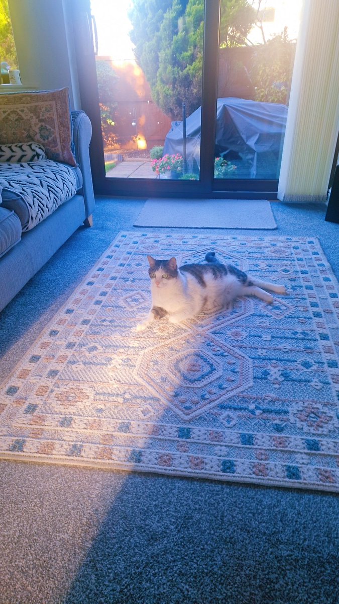 jayne_merc65995's tweet photo. Valentino ❤️ https://t.co/KOI6su6Onq