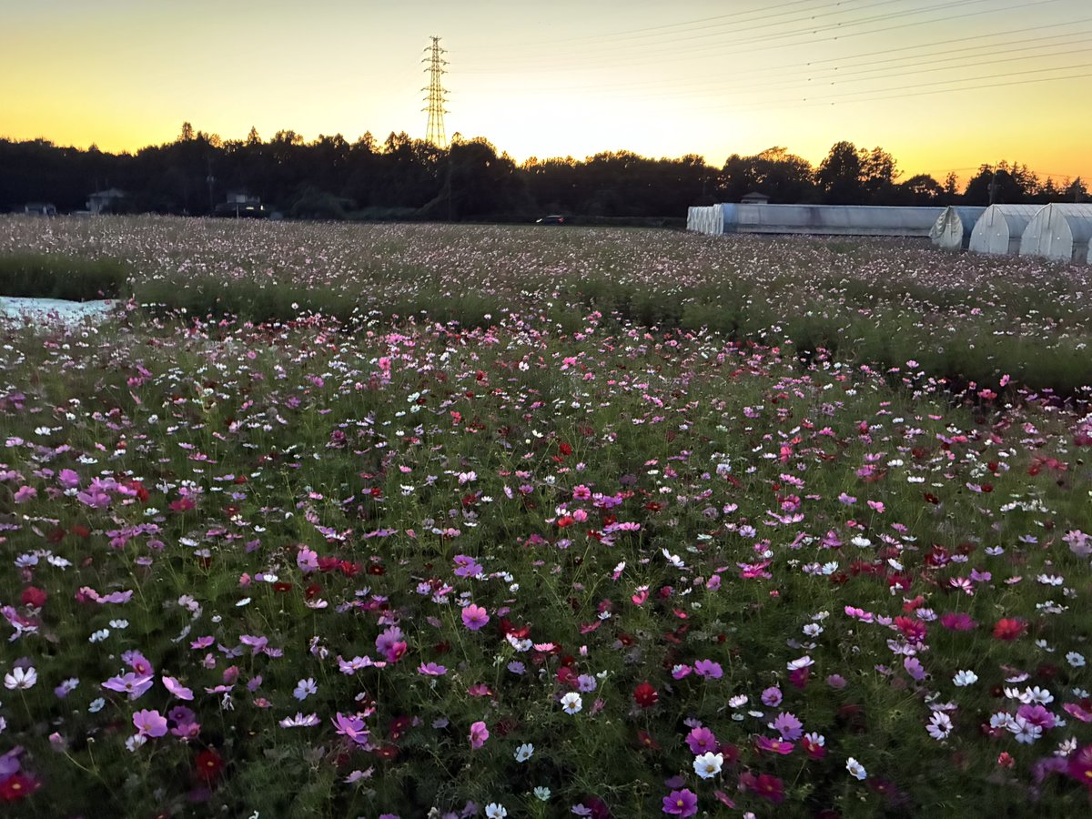 frigibax0996's tweet photo. いがしらファームでコスモスを観てきました😆
残り5日？是非行ってみてね！
#真岡市 https://t.co/z5fP0Nzxgc