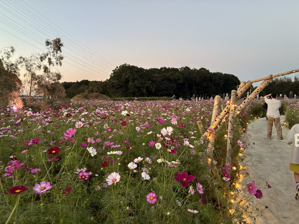 frigibax0996's tweet photo. いがしらファームでコスモスを観てきました😆
残り5日？是非行ってみてね！
#真岡市 https://t.co/z5fP0Nzxgc