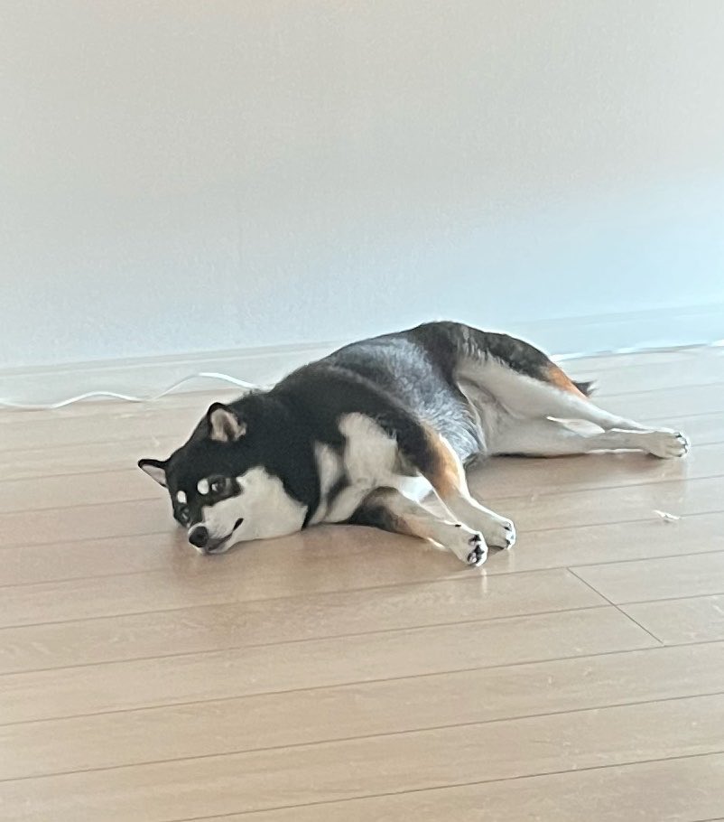 tenchan_1102's tweet photo. なんだかそわそわ天ちゃん
1階のFIX窓で虫がぶんぶん飛んでてこわかったらしい
一緒に2階に来てほしい言われて2階でまったり中✨
#柴犬 #黒柴 #神経質 #デリケート https://t.co/Vvuo0zGjxd