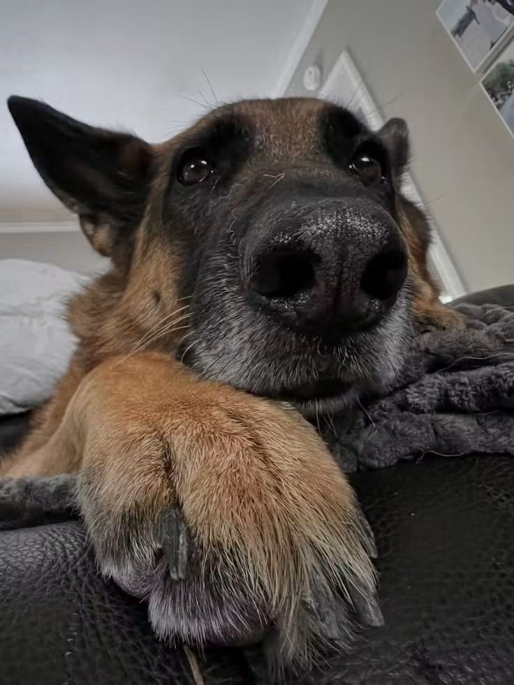 Bruno_onx7's tweet photo. "Dogs are meant to be family. If you can't invite them to your home and treat them like family, then don't get one!" https://t.co/YOrGc227dB