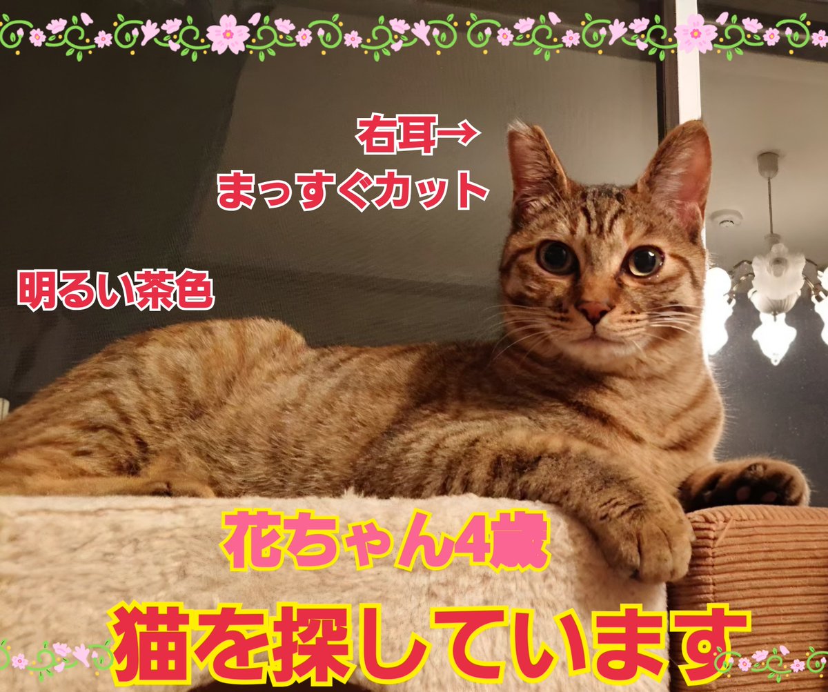 squirrelemi's tweet photo. 猫を探しています。花ちゃん4歳。右耳まっすぐカット、明るい茶色、長い尻尾はグレー✕黒の縞々模様です。2024年4月11日横浜市金沢区富岡東の自宅から私の不注意で外に出てしまい迷子のままです。花と離れて今日で２年6ヶ月です。拡散のご協力ありがとうございます
#猫を探しています
#横浜市金沢区 https://t.co/JhGAok5wCJ