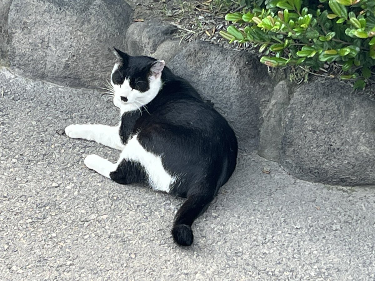 menma1414's tweet photo. 桜島にゃんこ https://t.co/Xv29PzSBcd