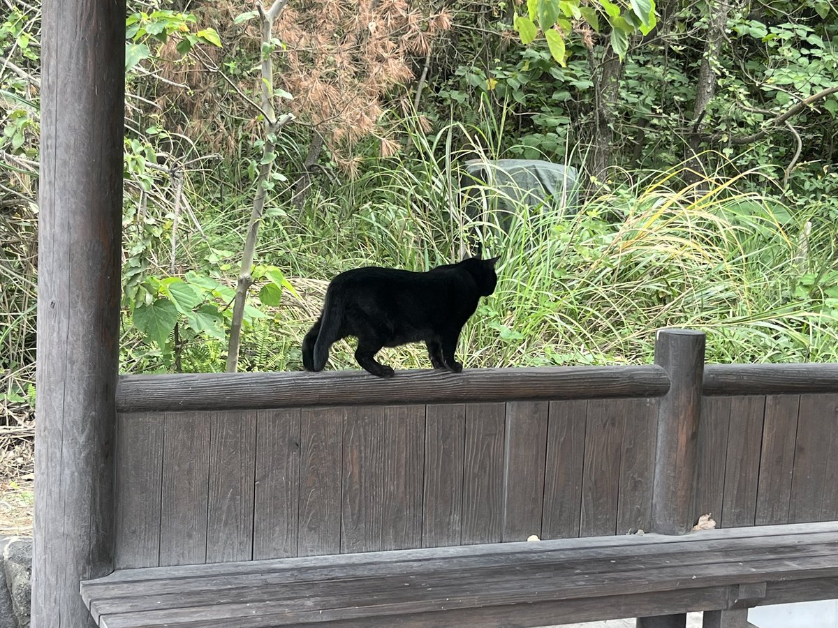 menma1414's tweet photo. 桜島にゃんこ https://t.co/Xv29PzSBcd