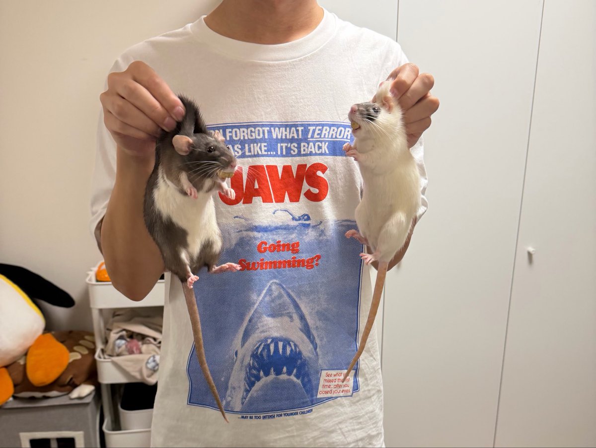 4283n's tweet photo. こちらですね。捕獲直後の2匹です🐀🐀
持ち出そうとしては捕まりを繰り返しております。
色々ペレットがある中、外に持ち出そうとするのは大概ナチュラスですね。
(特殊な訓練済みのため背中を摘まれることは慣れています。英才教育の賜物なので嫌がる子にはやらないように笑) https://t.co/xJb3MytSpU