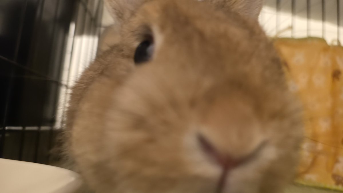8wxbs's tweet photo. 今日のまろん🌰 https://t.co/WtPTpGT1XU