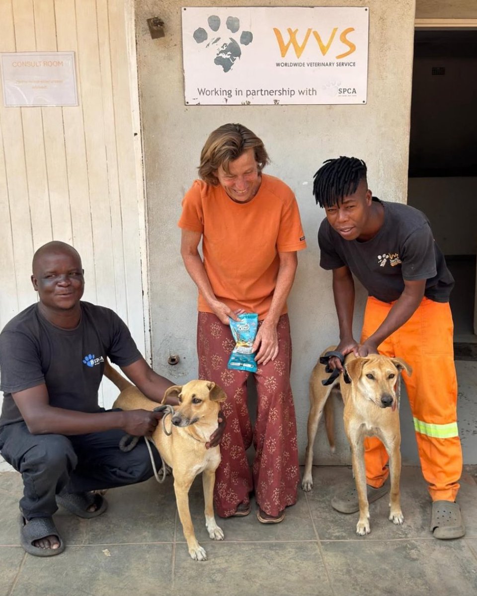 WVScharity's tweet photo. 🐾 Paw-sitive News

After surviving a severe jaw injury, losing his owner and returning to shelter life, Max has finally found his forever home.

And he didn't go alone. His best friend Khushi was adopted alongside him 🐶💙

Thank you WVS Malawi for helping make it happen. https://t.co/5cwlNWx6xj