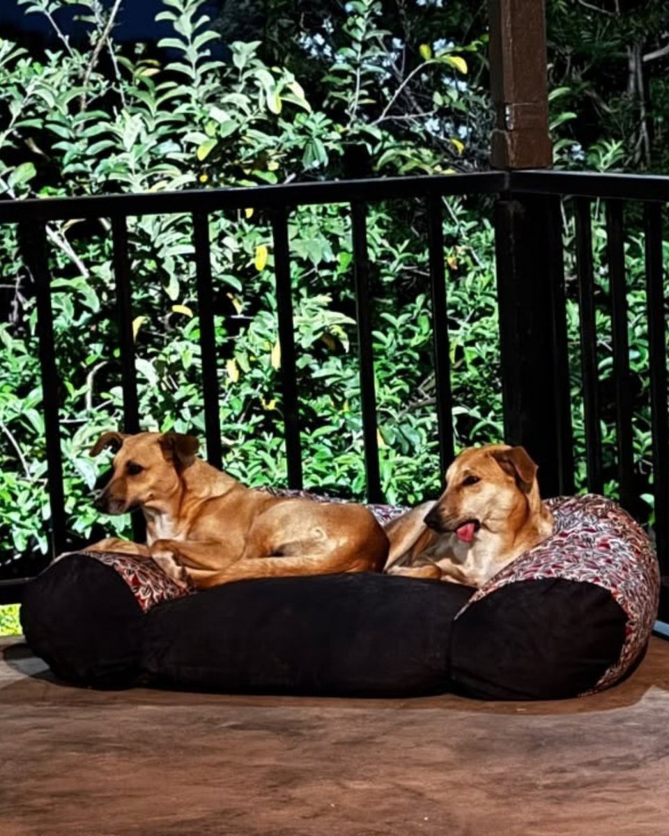 WVScharity's tweet photo. 🐾 Paw-sitive News

After surviving a severe jaw injury, losing his owner and returning to shelter life, Max has finally found his forever home.

And he didn't go alone. His best friend Khushi was adopted alongside him 🐶💙

Thank you WVS Malawi for helping make it happen. https://t.co/5cwlNWx6xj