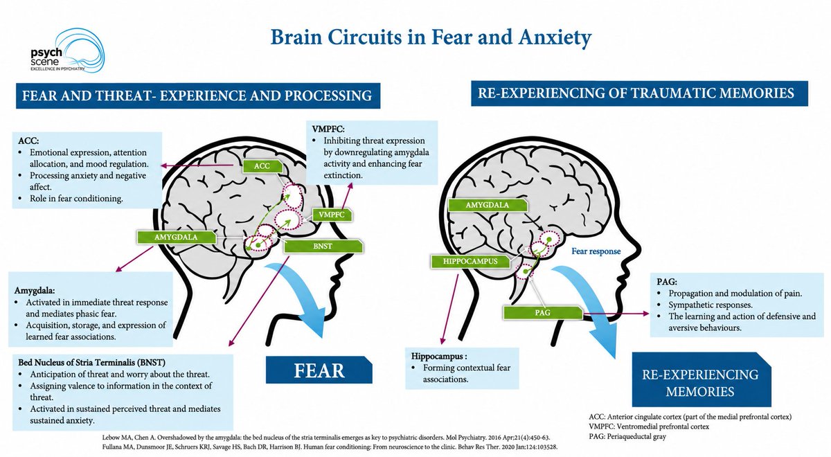 psycheureka's tweet photo. Why are nightmares so common in PTSD?

Part of the answer lies in REM sleep, where fear memories are consolidated and trauma-related memories can reactivate.

Let’s look at how traumatic memories can resurface during REM and contribute to recurrent nightmares. 🧵👇 https://t.co/7w0HucGcE8