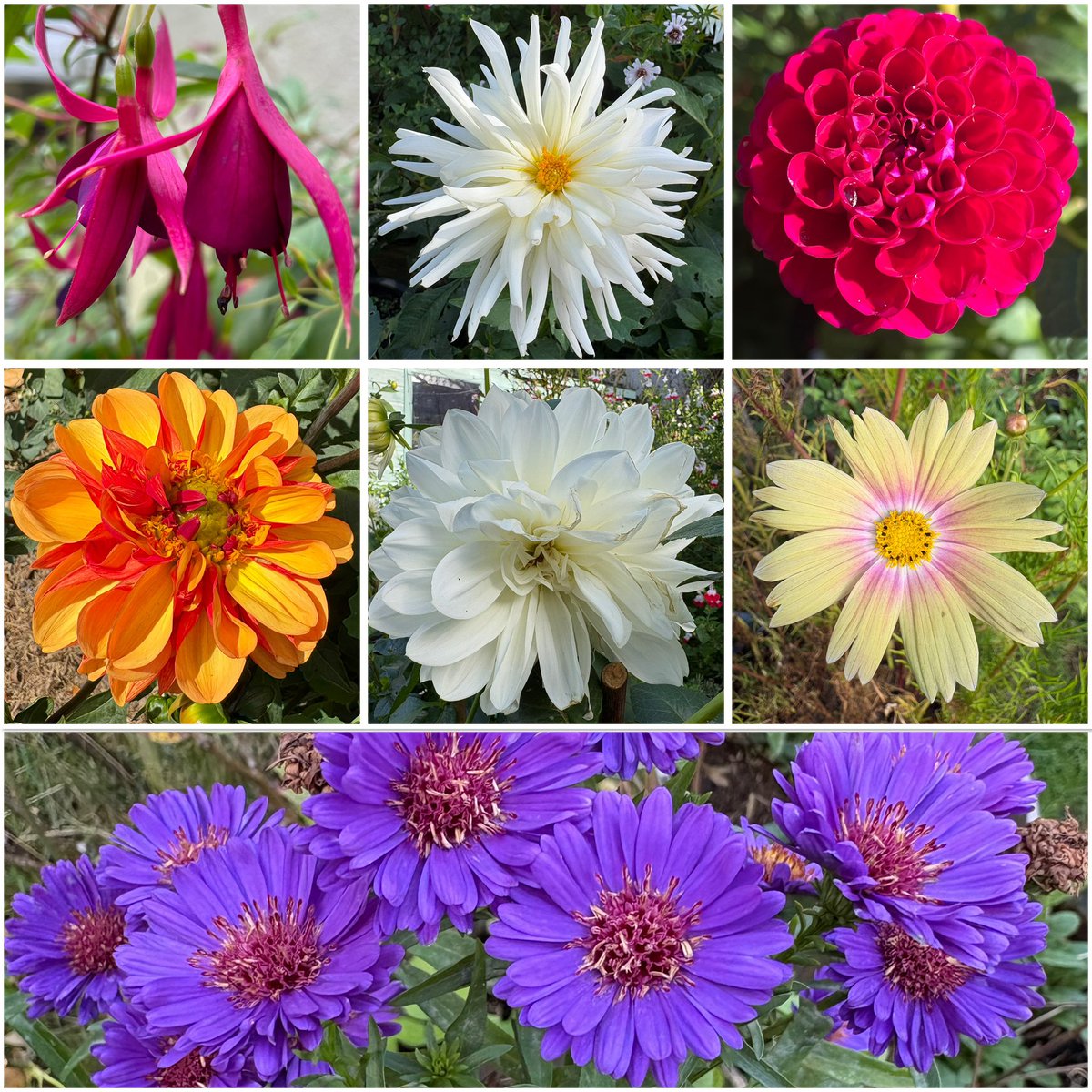 GrowHouseDave's tweet photo. Fleece on as it’s a chilly but beautiful Black Country morning to be out in the garden. A quick sweep of the borders and pots and I have my #SevenonSunday and a #SundayYellow. Have a great day everyone 🌸🌼 https://t.co/nqyKXXuTvm