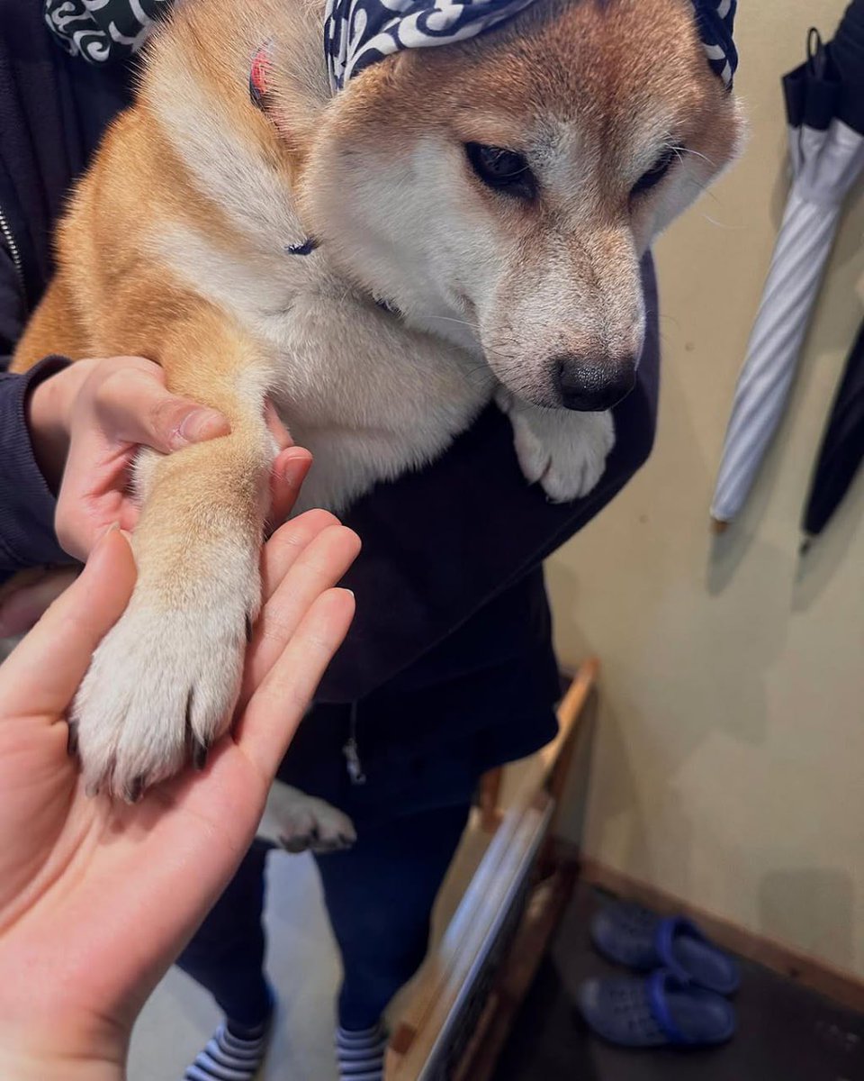 LalisaManobal88's tweet photo. Weekend relaxation 🐩 https://t.co/VPtDBHVaNr