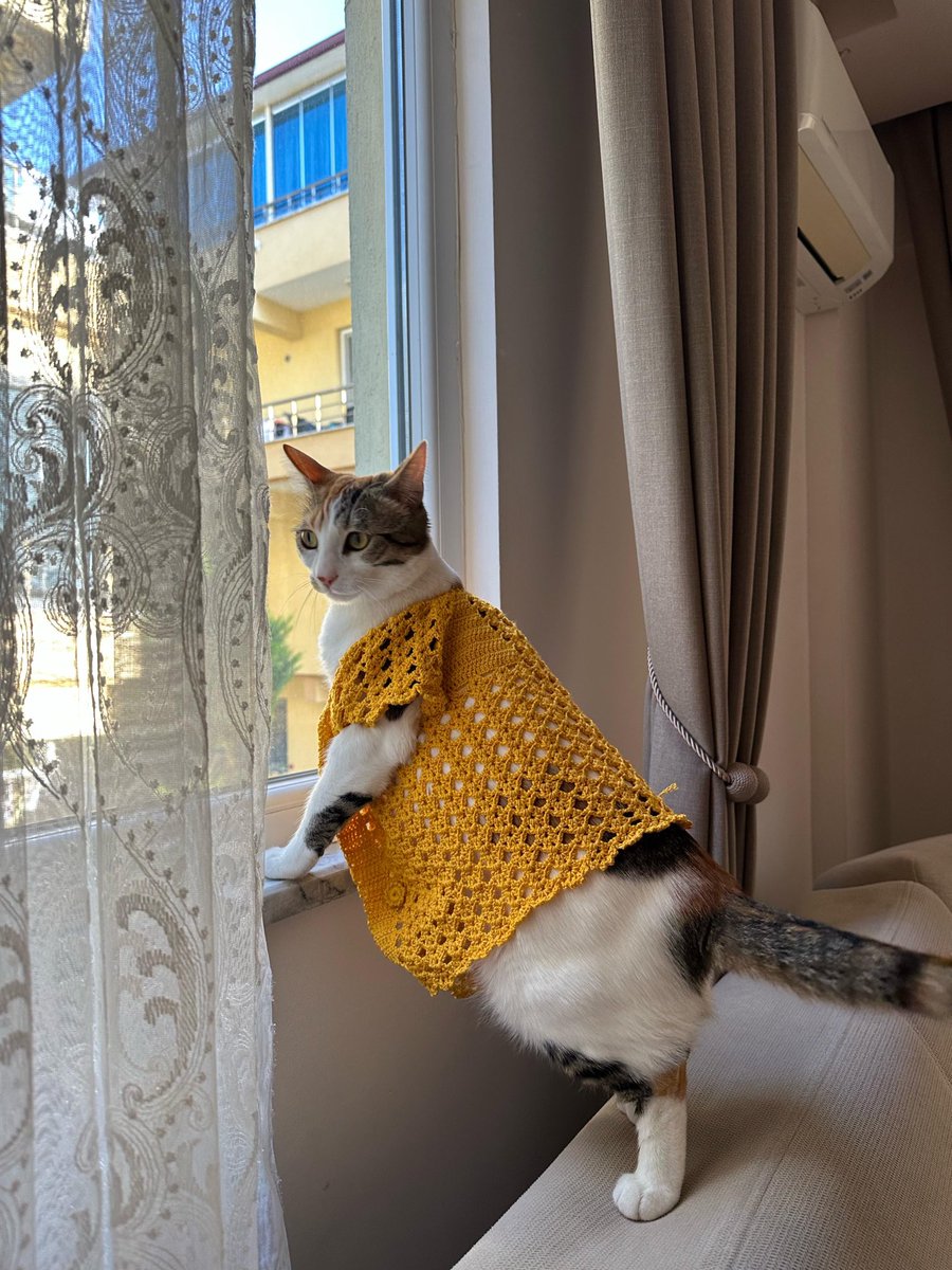 meowwithcat's tweet photo. Kışlıklar çıkarıldı mı? https://t.co/eTKdPaV6O9