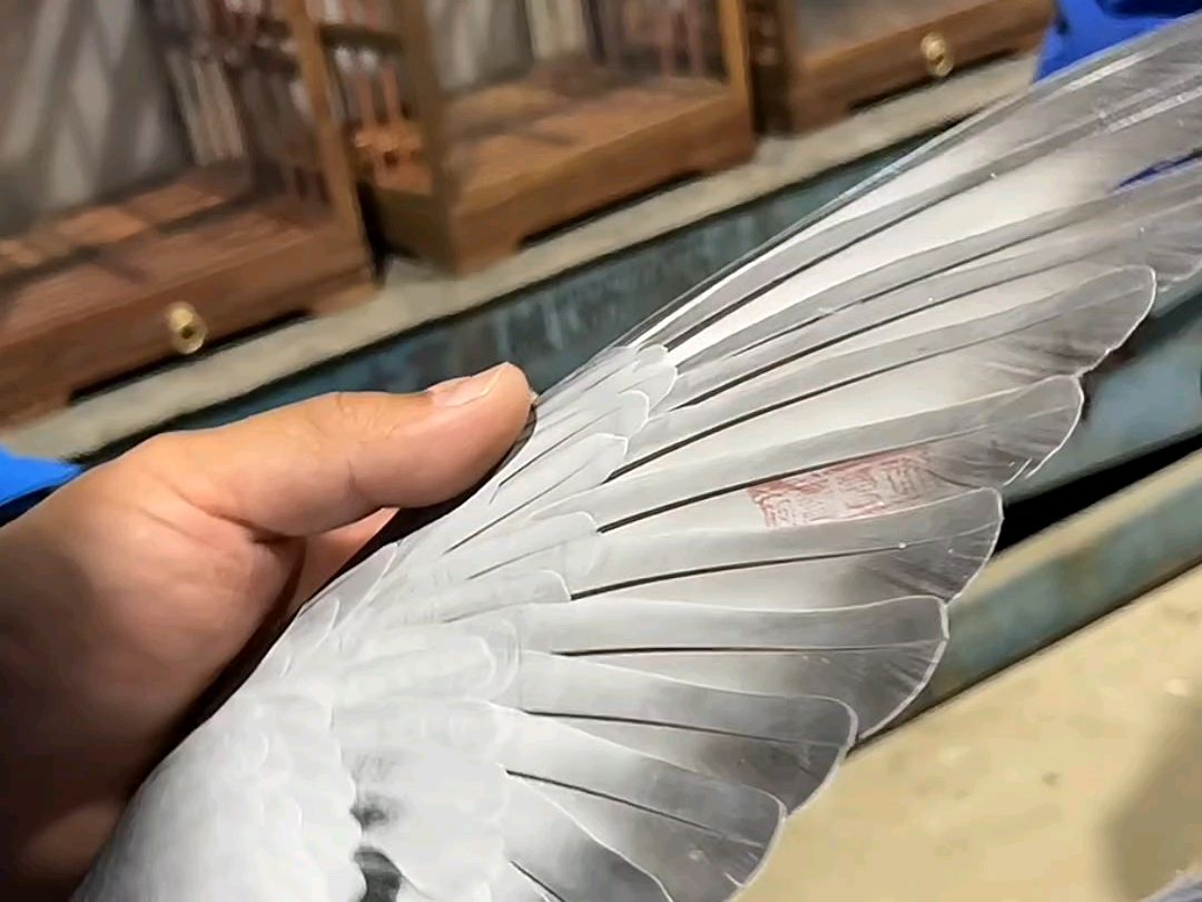 MELAINELIVlpjo's tweet photo. [弦を収めた鳩が、剛く整った衙の隅で佇んでいる]， https://t.co/n75Ec2L0lO