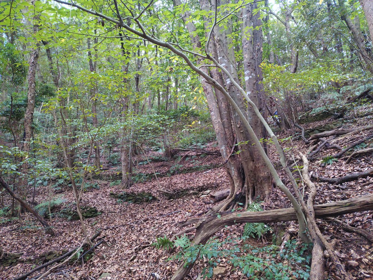 nomozakienduro's tweet photo. 次回  のもエンへ向けて おじさん達が 
 森の中の徘徊を始めました (^^)

さてさて 今度のコースは どんな味付けに！
我がままなシェフに おまかせあれ
(^o^)／ https://t.co/qR8jFuCZ8z