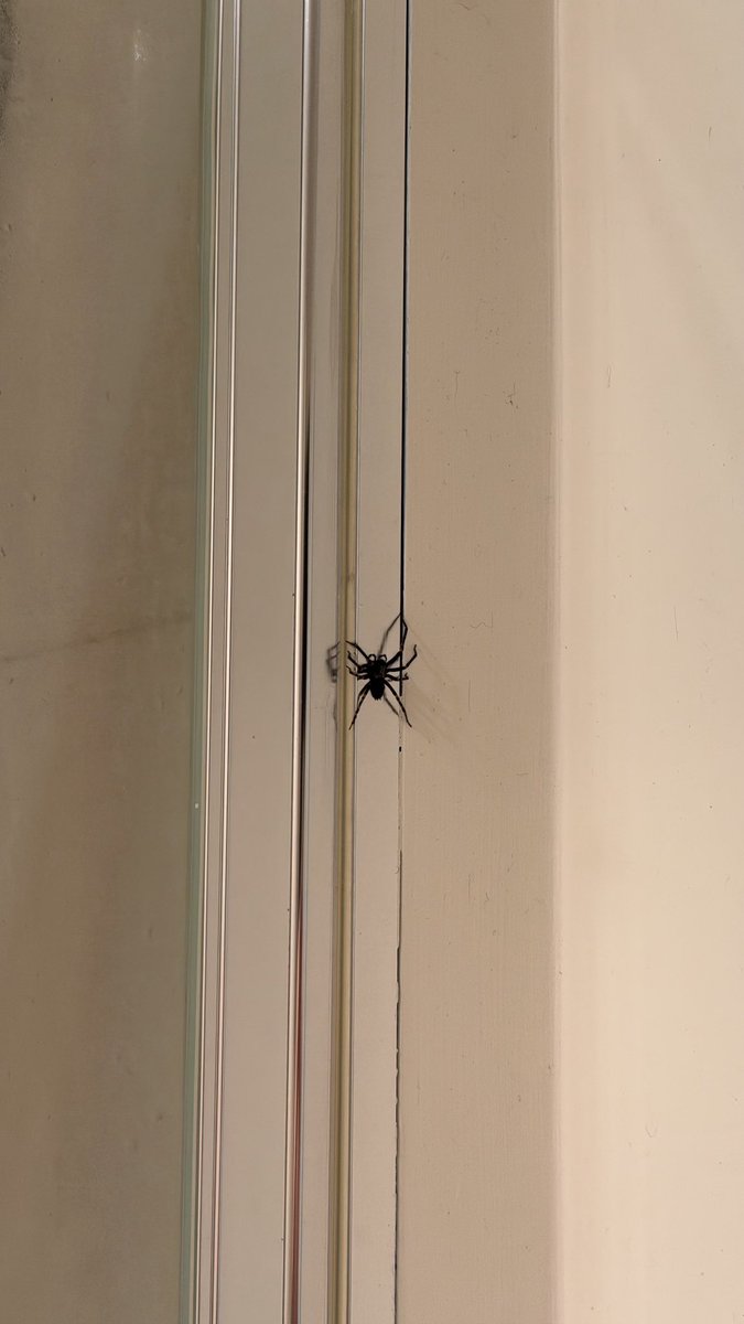 AVNT_GARD's tweet photo. 欢迎来到澳大利亚
怕🕷️的别看 https://t.co/av7BJckbD0
